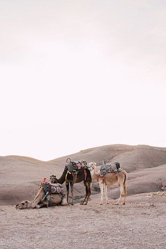 Chameaux au coucher du soleil dans le désert du Maroc