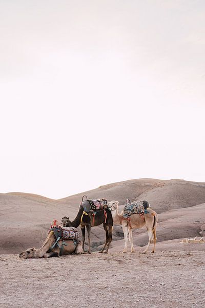 Chameaux au coucher du soleil dans le désert du Maroc par Yaira Bernabela