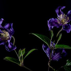 clematis van Hanneke Luit