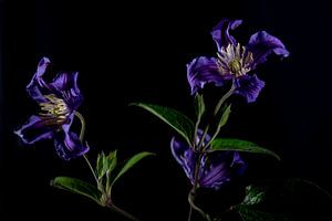 Clematis