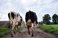 Kühe auf dem Weg zur Weide von Jaleesa Koelen Miniaturansicht