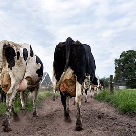 Des vaches en route vers les pâturages sur Jaleesa Koelen