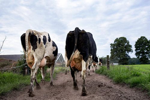 Cows on their way to pasture