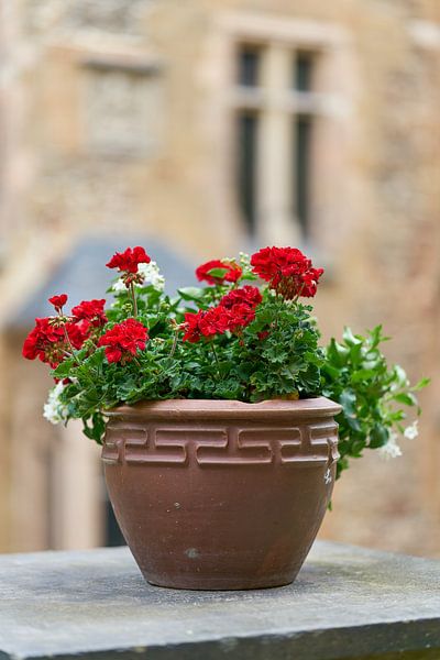 rot blühende Geranien im Blumentopf von Heiko Kueverling