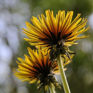 Löwenzahnblüten von unten fotografiert