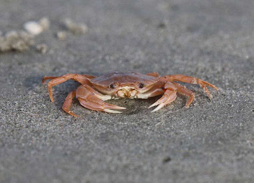 Common swimming crab by Matthias Brix