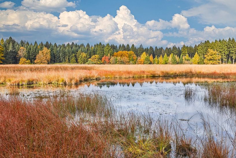 verrückte Herbstfarben im Wald von eric van der eijk