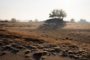 Duinlandschap in het ochtendlicht