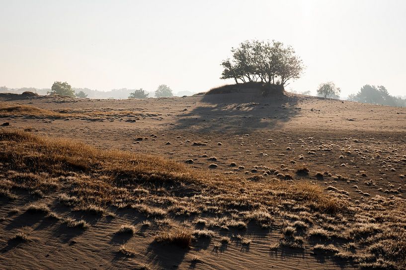 Dune landscape in the morning light by Olaf Karwisch