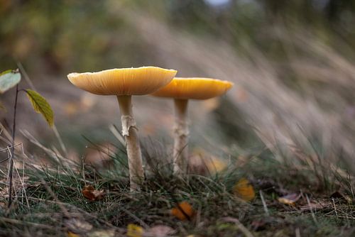 Vliegenzammen in het bos