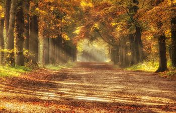 Zonnestralen in een kleurrijk herfstbos