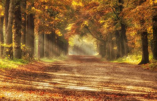 Sunbeams in a colourful autumn forest