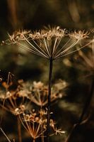 Nature Moody vibes