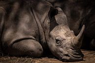 Ruhendes Nashorn von Sandra de Swart Miniaturansicht