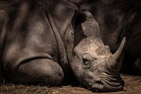 Ruhendes Nashorn