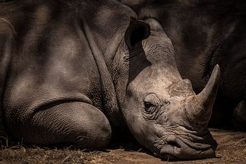 Ruhendes Nashorn