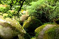 De rotsen, bedekt met een groen fluweel. van Pieter de Kramer thumbnail