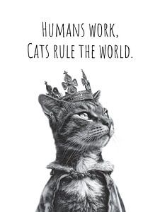 Cool Cat – The Ruler