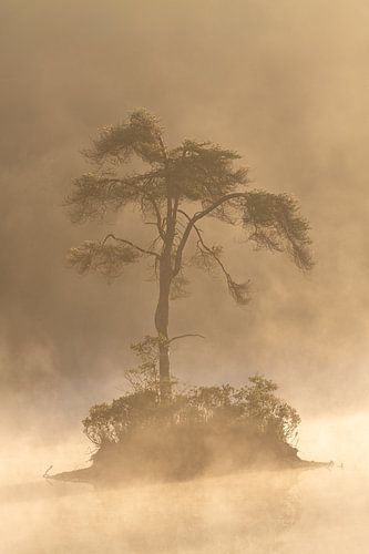 “Boom op eiland in gouden mist”
