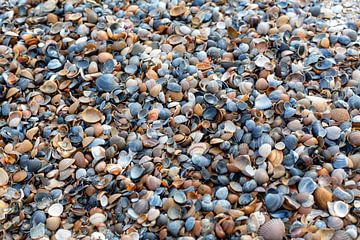 Des coquillages sur la plage sur MSP Canvas