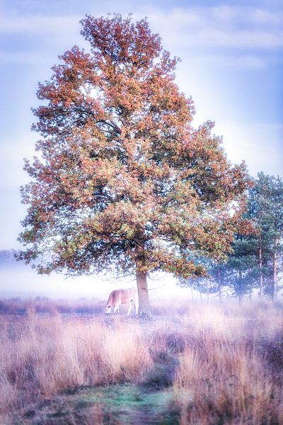 Herbstbaum von Ferdinand Mul