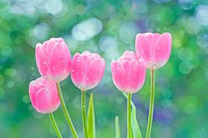 Tulpen