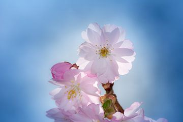Macrofoto van roze kersenbloesems van een sierkersenboom van ManfredFotos
