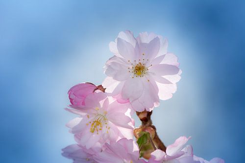 Photo macro des fleurs de cerisier rose d'un cerisier d'ornement