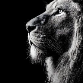 Lion - Majestic black and white animal portrait by drdigitaldesign
