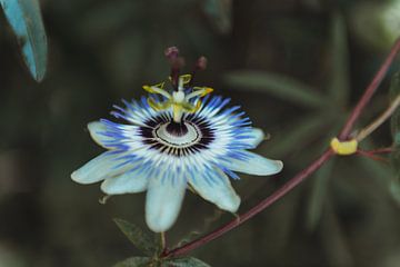 De blauwe Passiebloem | fine art foto print | Collectie botanisch van Sanne Dost