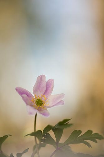 Wood anemone