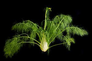 Fenchel