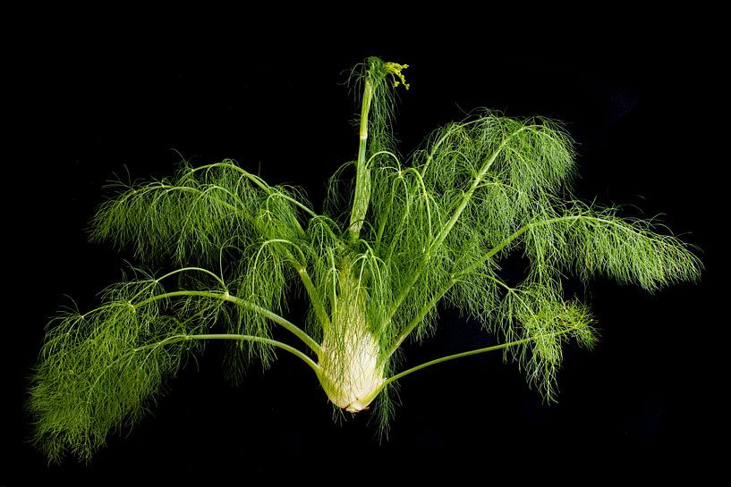 Fenchel von Klaartje Majoor