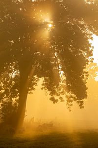 Moutons au pâturage par un matin brumeux sur Ron Buist