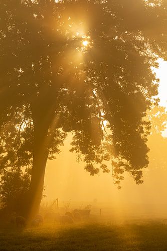 Grazende schapen op een mistige ochtend