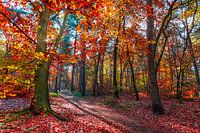 Licht in het herfstbos