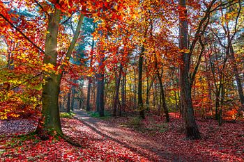 Wald im herbstlicht