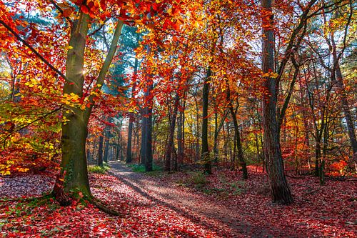 Wald im herbstlicht