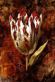 Ancient Tulip by Helga Blanke