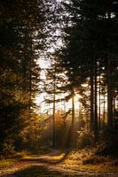Autumn sun between the trees