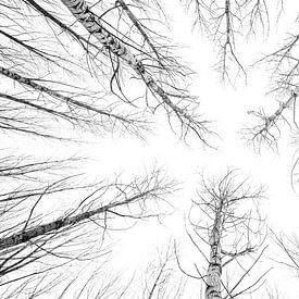 Schwarze und weiße Bäume von Davy Hansen