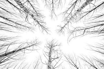 Zwart wit bomen van Davy Hansen