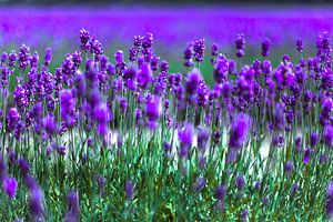 Lavendelfeld von Olivier Photography