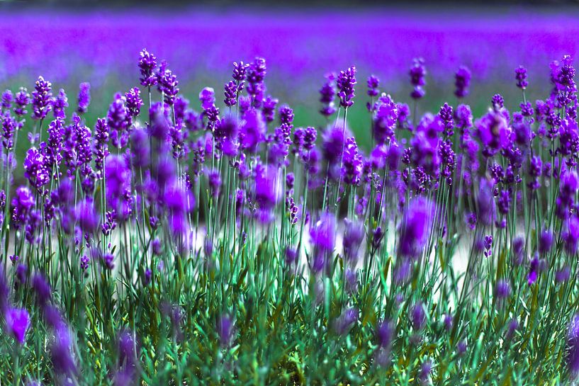 Lavender Field by Olivier Photography