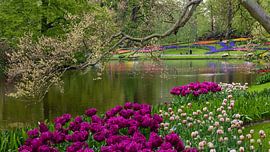 Blühende Tulpen am Teich des Keukenhofs von Aagje de Jong