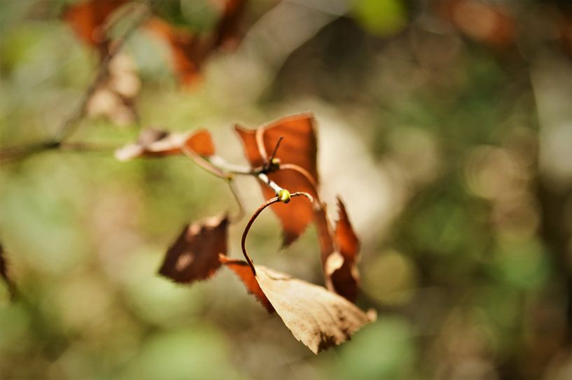 Het Takje met Bokeh by DoDiLa Foto's