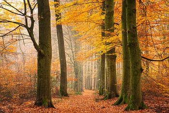 De gelukkigste van alle kleuren