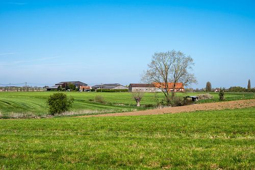 Groene weide in Poperinge (Vlaanderen)