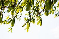 Jonge heldere levendige groene bladeren van takken tegen zonlicht in de lente.