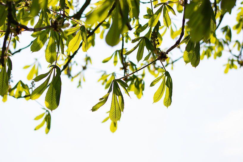 Young bright vivid green leaves of branches against sunlight in spring. by Evelien Doosje